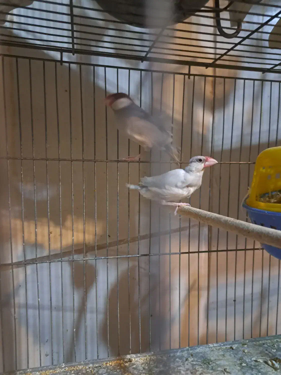 فنج نرگسی مولد|پرنده|قزوین, |دیوار