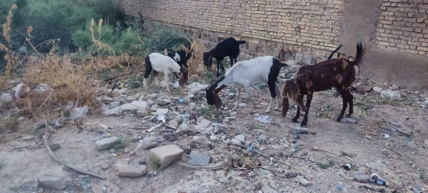 خرمشهر|حیوانات مزرعه|خرمشهر, |دیوار