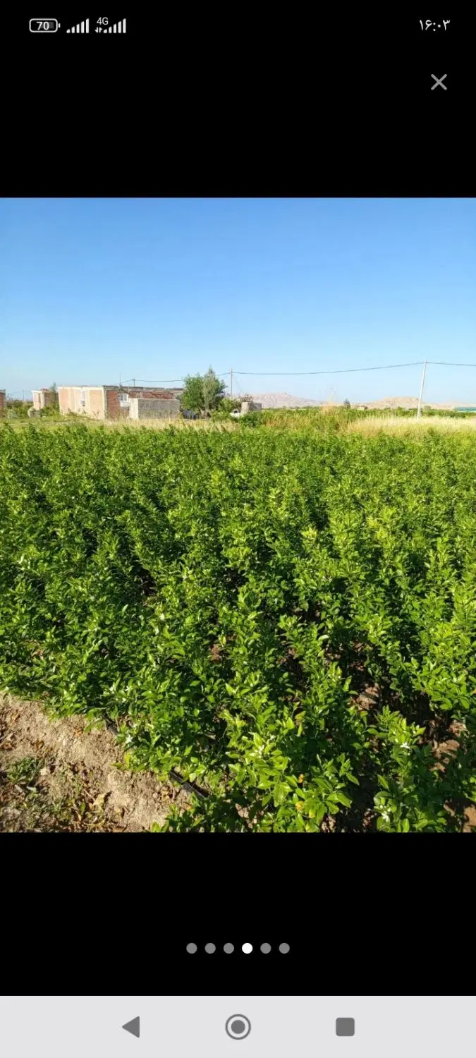 پرتقال|گل و گیاه طبیعی|عنبرآباد, |دیوار