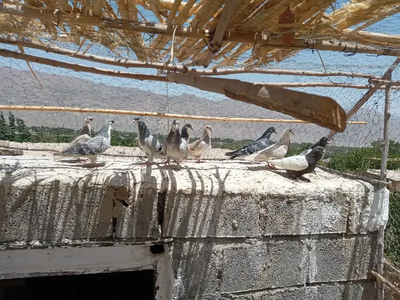 کبوتر|پرنده|گلباف, |دیوار
