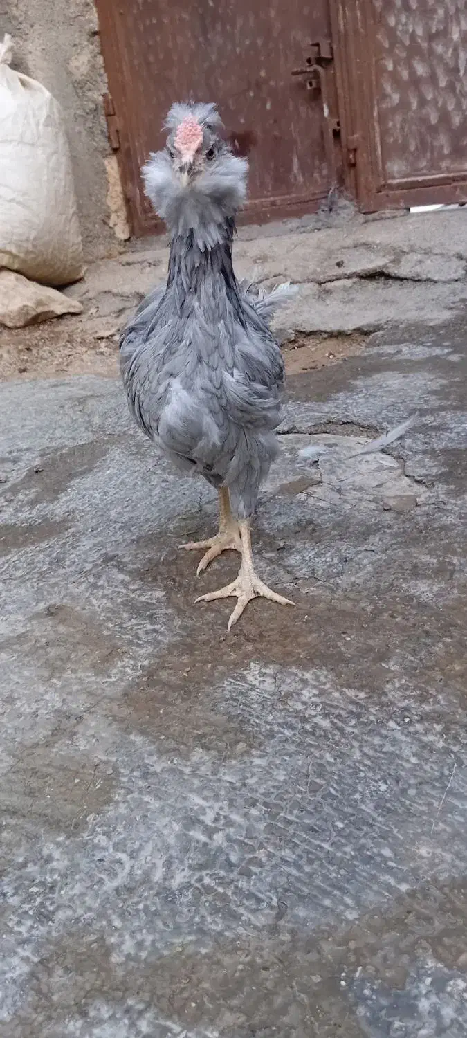 خروس گلین|حیوانات مزرعه|رباط‌کریم, نصیرشهر|دیوار