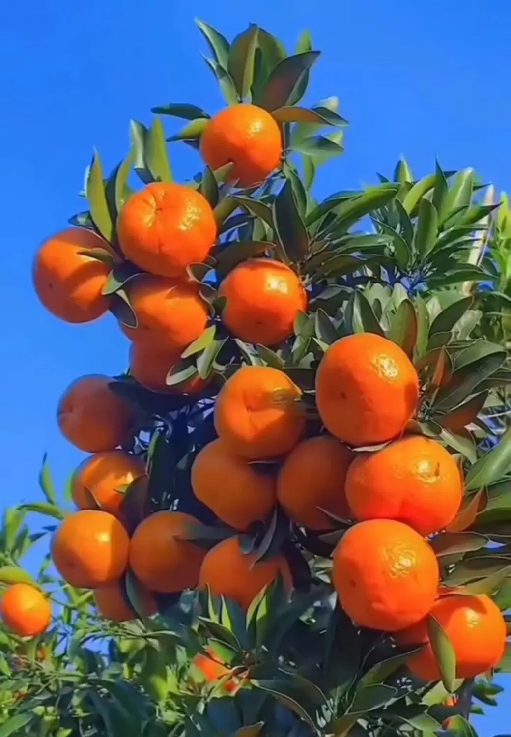 کود محرک رشد انفجاری گل و گیاه آپارتمانی و باغی|گل و گیاه طبیعی|نشتارود, |دیوار