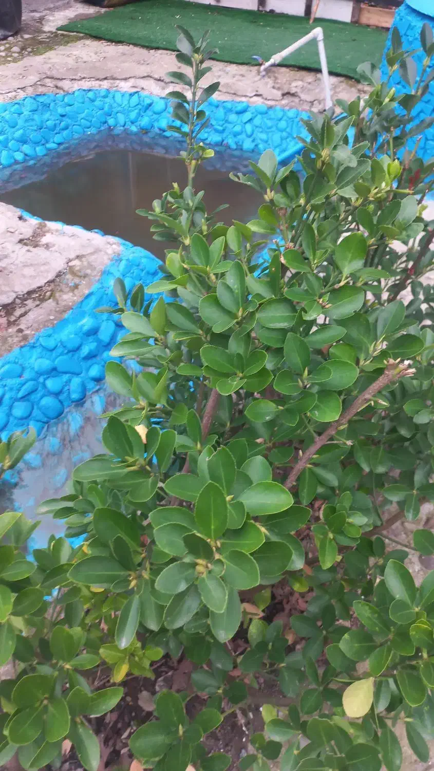 خونه باغ|فروش خانه و ویلا|رشت, حومه رشت|دیوار