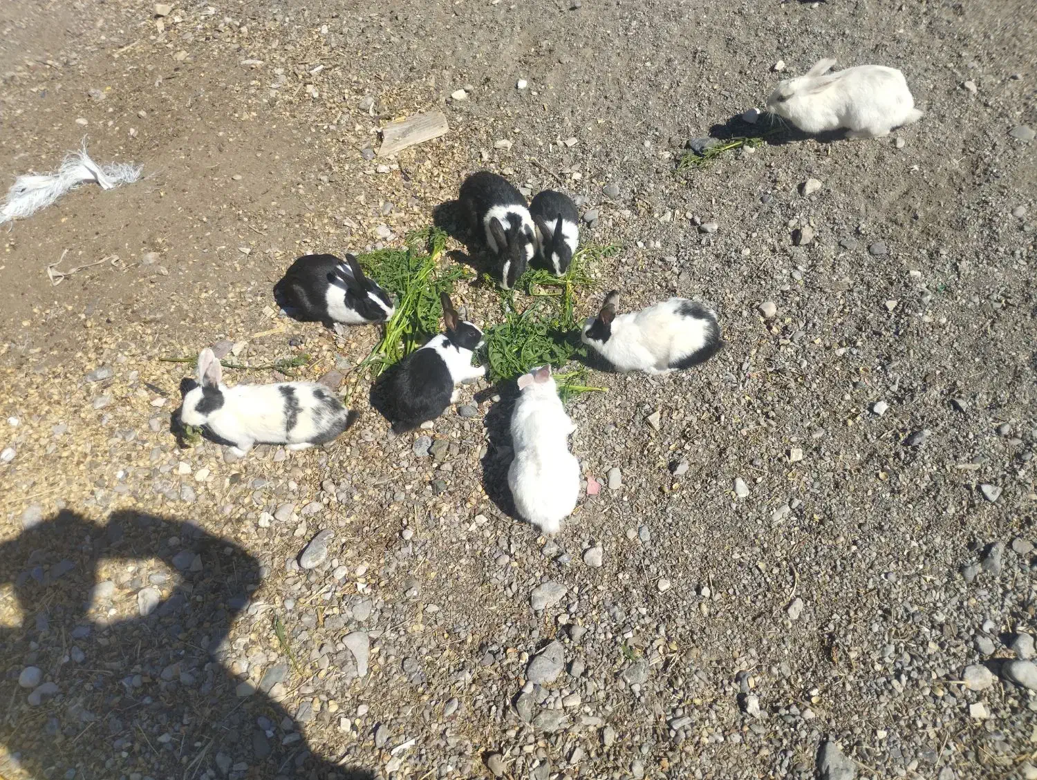 خرگوش|موش و خرگوش|سیرجان, |دیوار