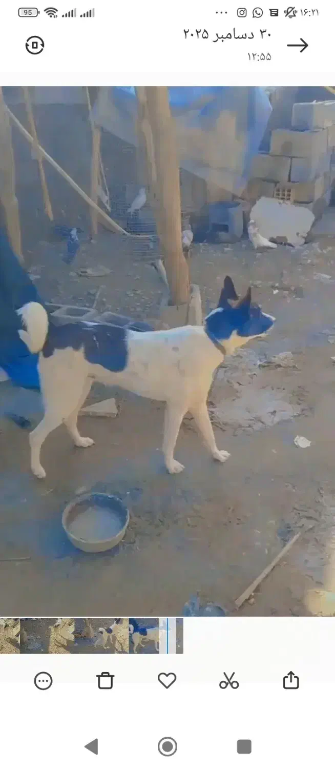 سگ نر|سگ|بندرعباس, |دیوار