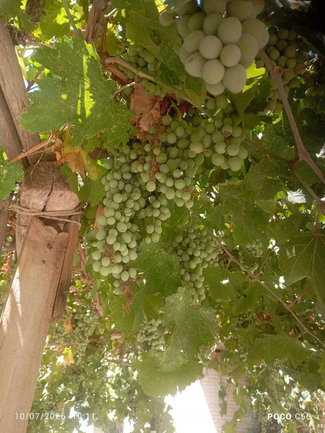 غوره|خدمات باغبانی و درختکاری|رفسنجان, |دیوار
