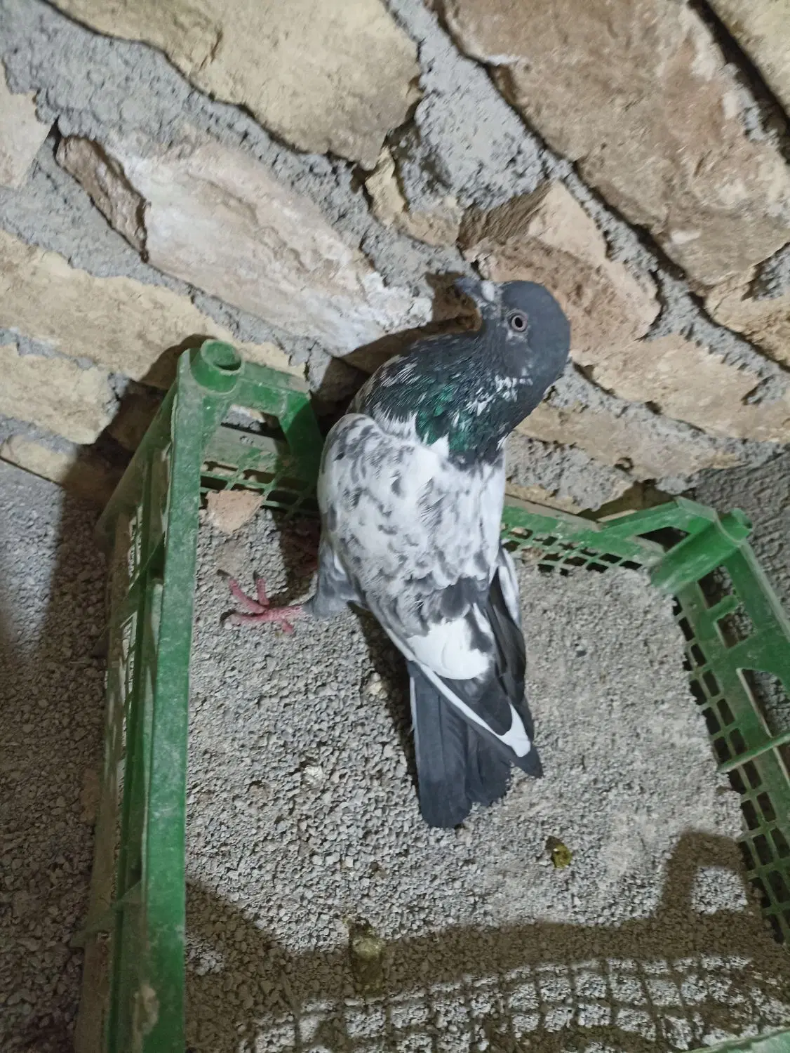 کبوتر|پرنده|لاران, |دیوار