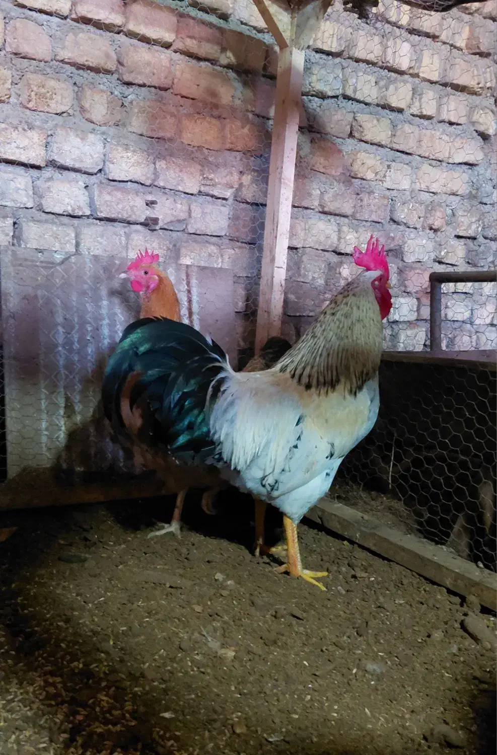 لاریم|حیوانات مزرعه|مزرعه کتول, |دیوار