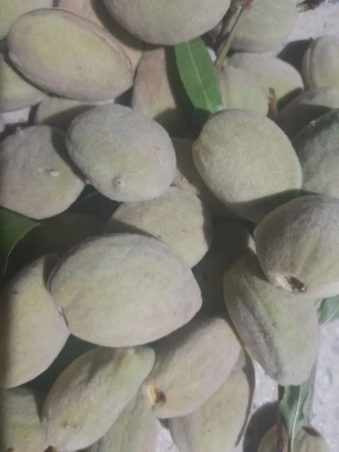 بادام|خوردنی و آشامیدنی|خرمآباد, |دیوار