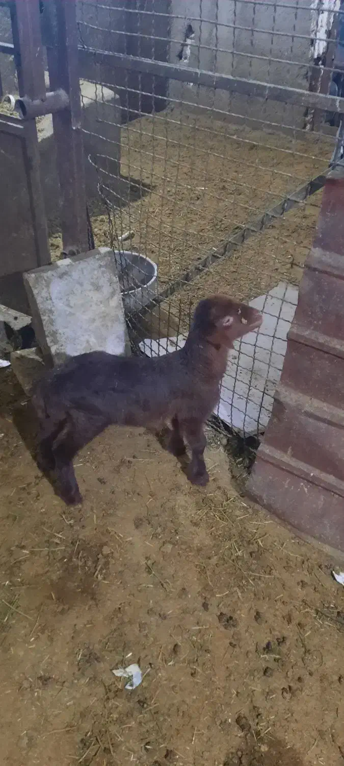 بره شیری افشاری هترو|حیوانات مزرعه|آبسرد, |دیوار