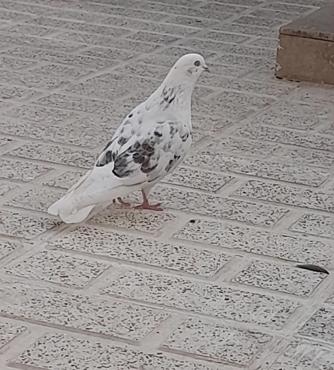 کبوتر|پرنده|ایوان, |دیوار