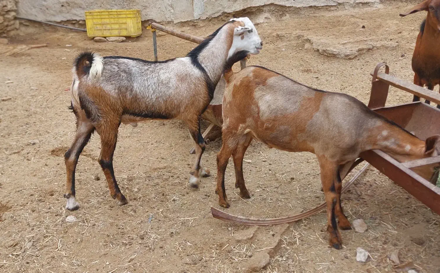 نری و برره چاق|حیوانات مزرعه|قشم, |دیوار