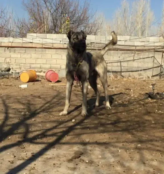 سگ سرابی|سگ|زنجان, |دیوار