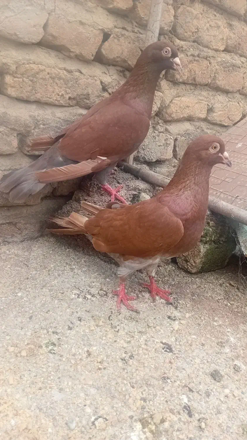 کبوتر|پرنده|گالیکش, |دیوار
