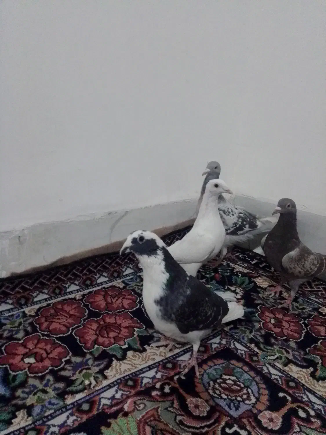 کبوترفروشی|پرنده|خمک, |دیوار