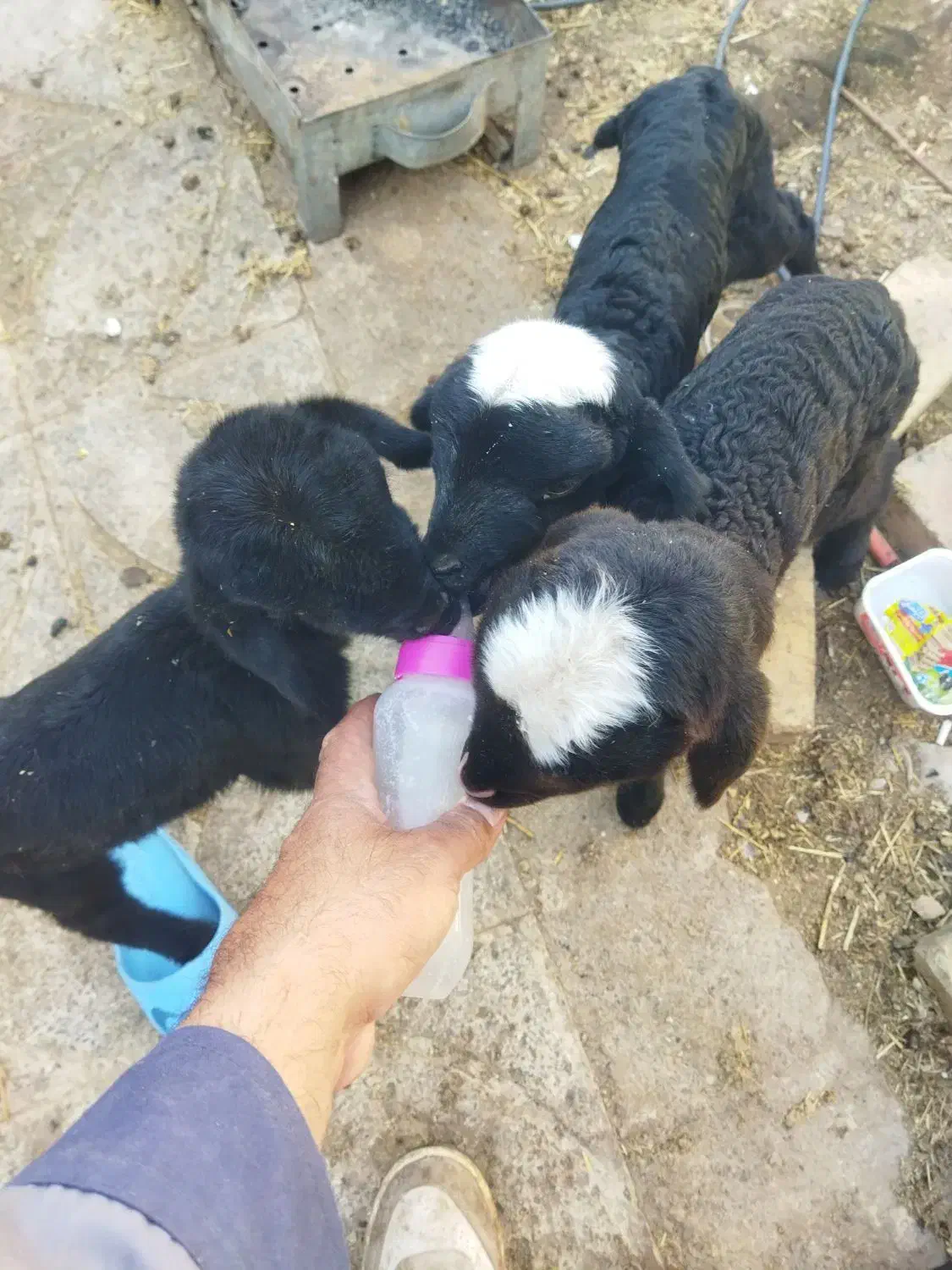 بره شیری|حیوانات مزرعه|بوئین زهرا, |دیوار