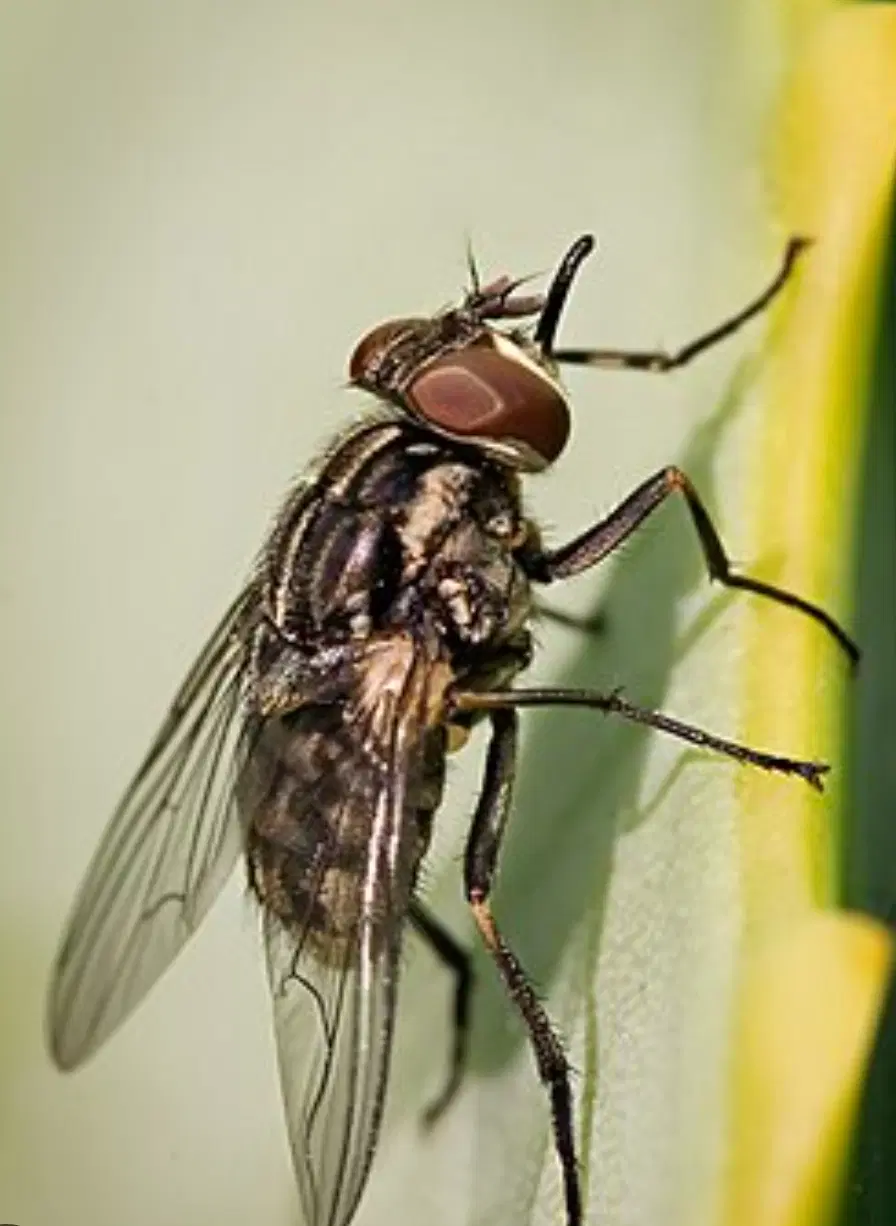 یک fly|حیوانات مزرعه|وزینه, |دیوار
