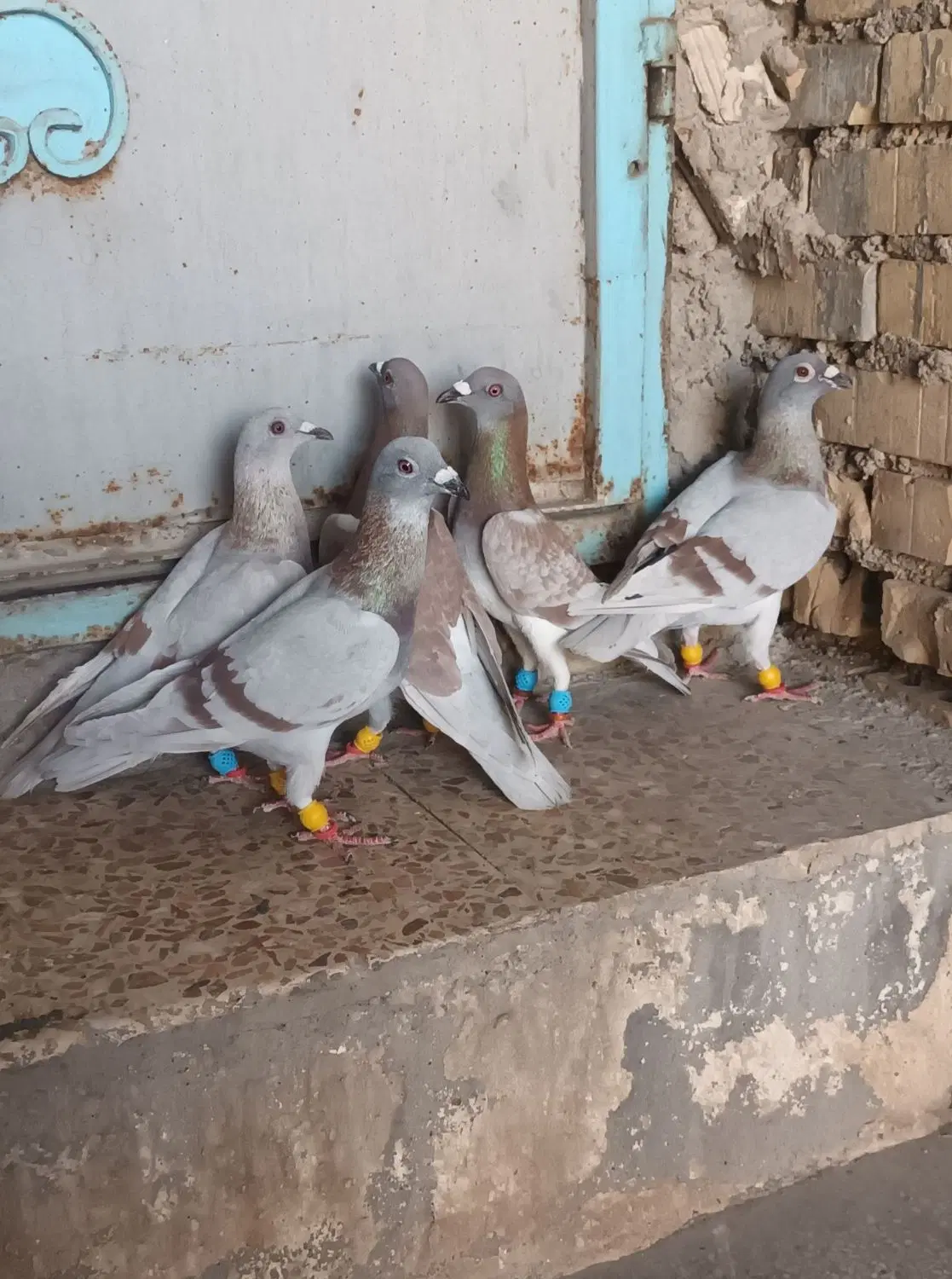 پرنده|پرنده|اهواز, دغاغله|دیوار