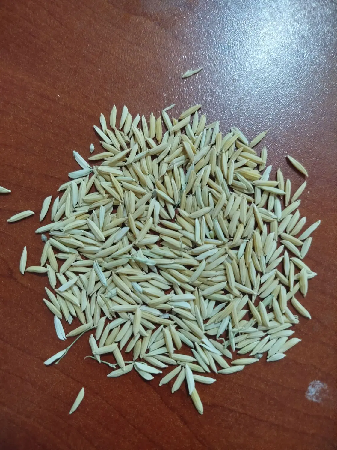 شلتوک|خدمات باغبانی و درختکاری|شباب, |دیوار