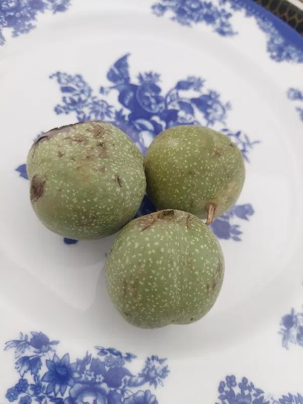 گردو|خوردنی و آشامیدنی|زنجان, |دیوار