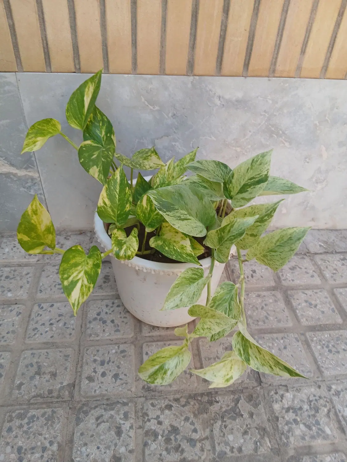 پتوس|گل و گیاه طبیعی|ملایر, |دیوار