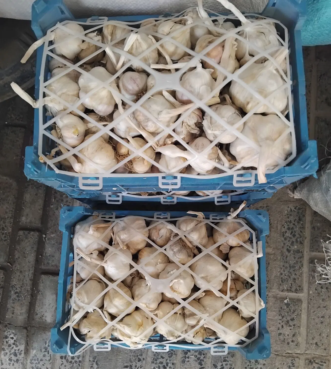 سیر|خوردنی و آشامیدنی|شهرکرد, |دیوار