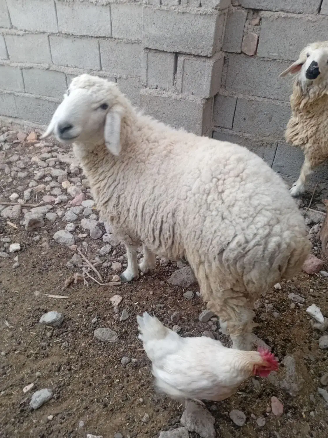 گوسفند|حیوانات مزرعه|نیمروز, |دیوار