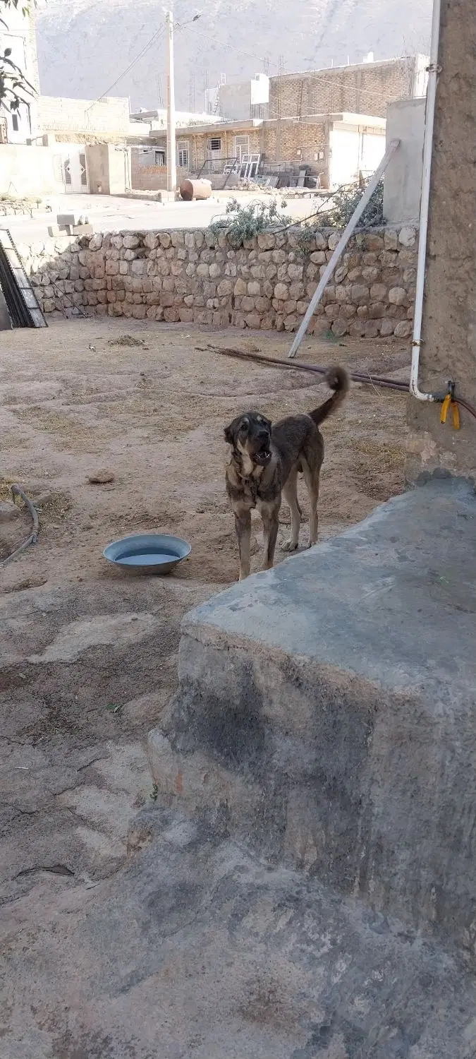 خرسی|سگ|سیروان, |دیوار