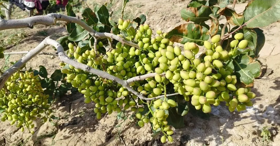 پیوند|خدمات باغبانی و درختکاری|سمنان, |دیوار