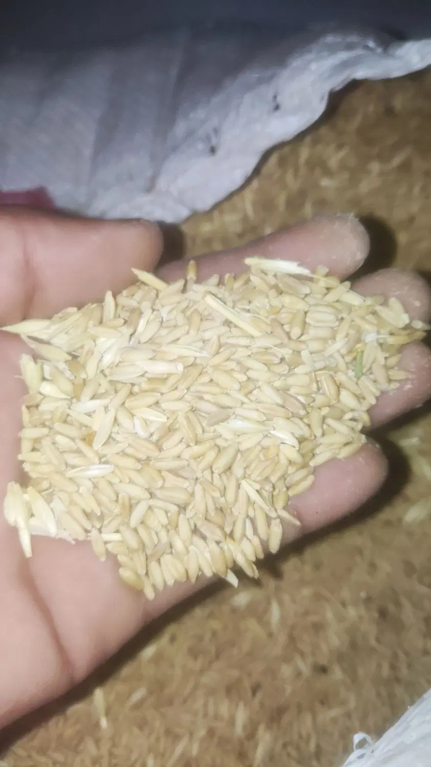 گندم|لوازم جانبی حیوانات|ایذه, |دیوار