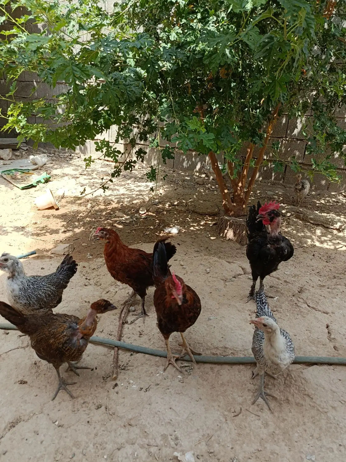 جوجه|حیوانات مزرعه|چرام, |دیوار