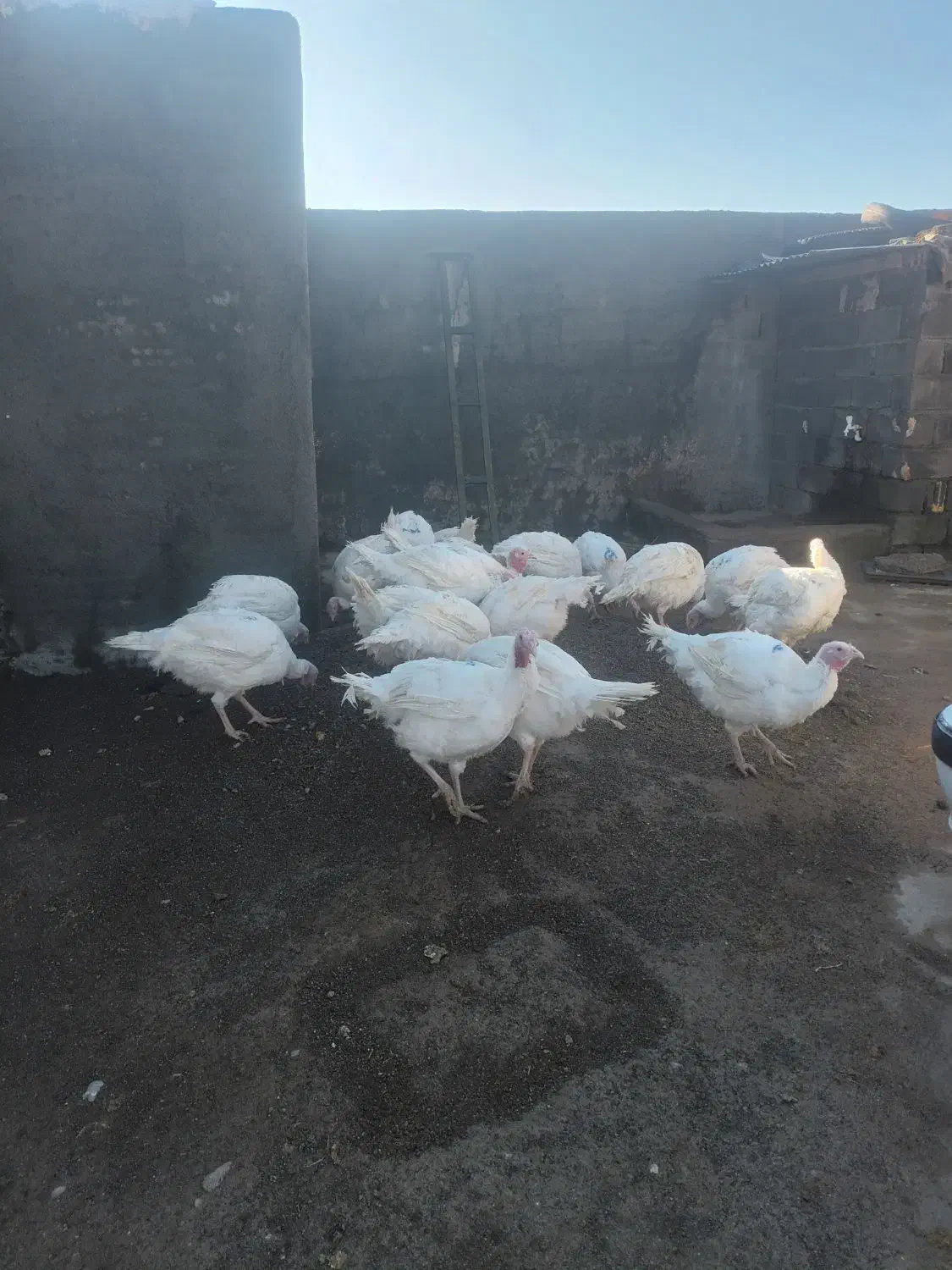 فروش  بوقلمون سفید  گوشتی|حیوانات مزرعه|فیروزآباد (لرستان), |دیوار