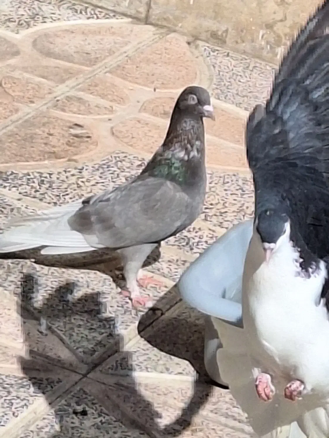 ۶ عدد کبوتر|پرنده|محمدیه-قزوین, |دیوار