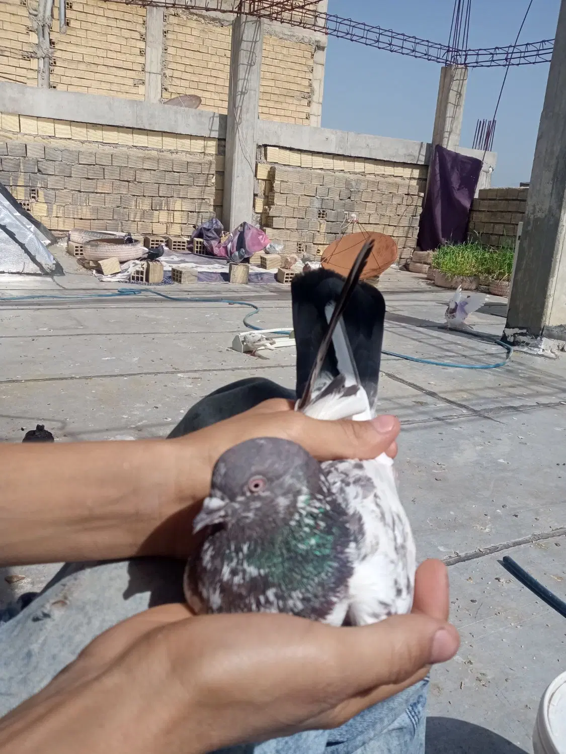 کبوتر|پرنده|دلوار, |دیوار