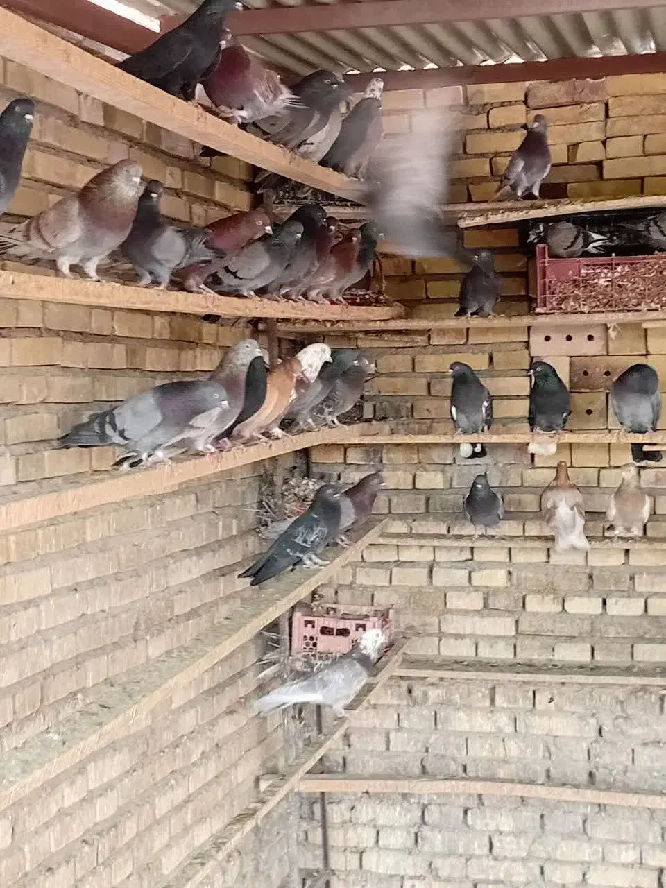 کبوتر|پرنده|قشم, |دیوار