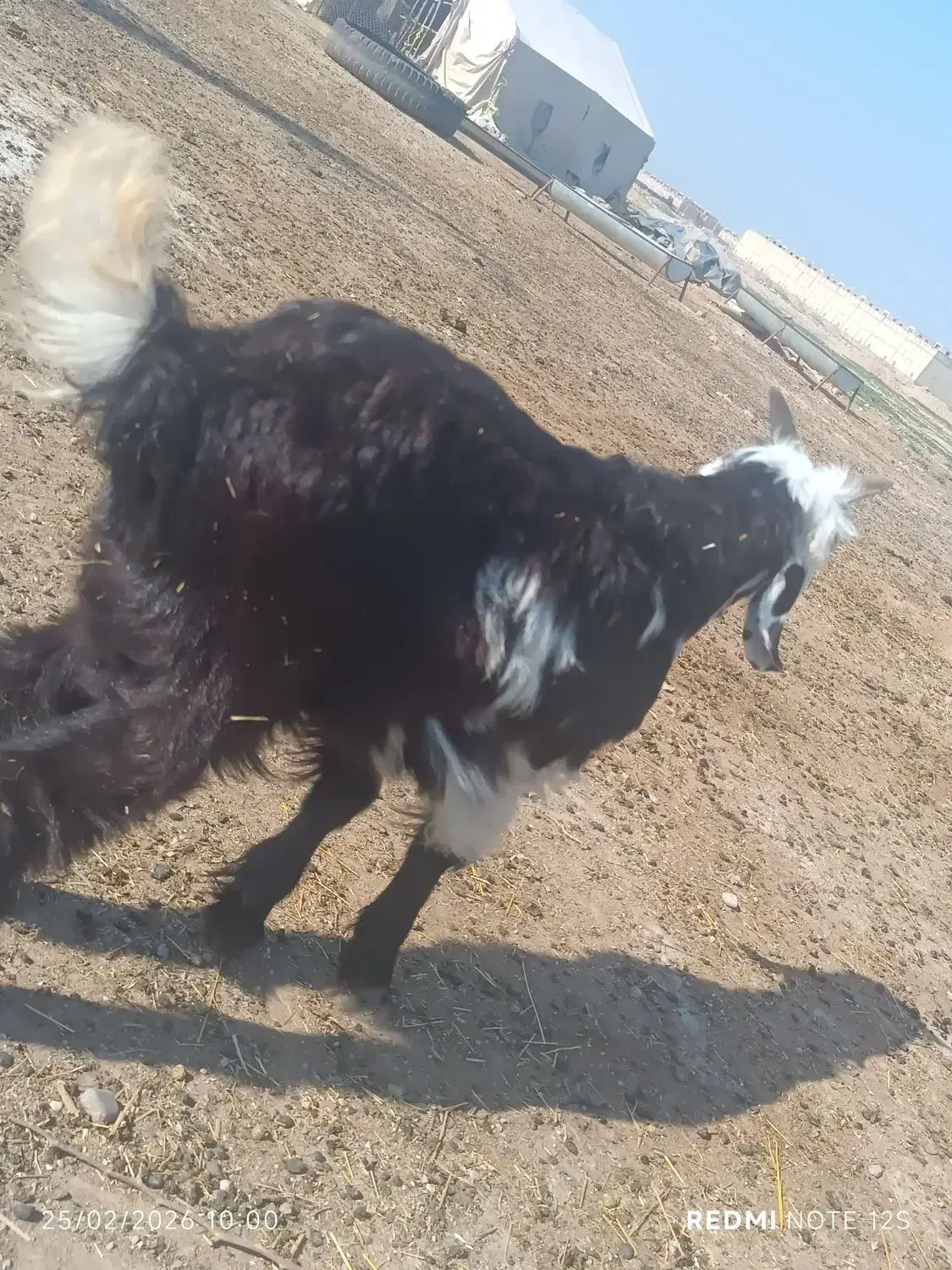 بز غاله|حیوانات مزرعه|دزفول, |دیوار