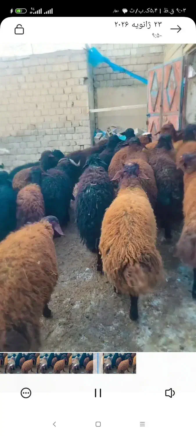 بره نر|حیوانات مزرعه|نالوس, |دیوار