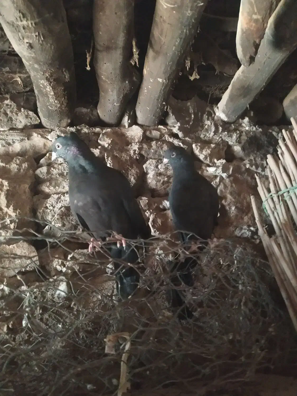 کبوتر|پرنده|دهدشت, |دیوار