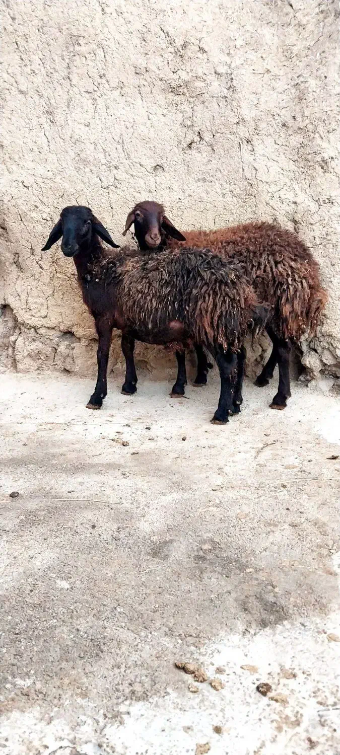 هترو|حیوانات مزرعه|صائین قلعه, |دیوار