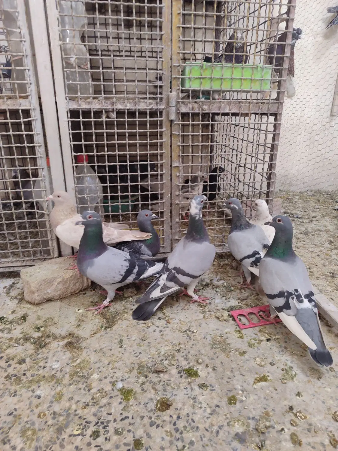 پلاکی|پرنده|مبارکه, |دیوار