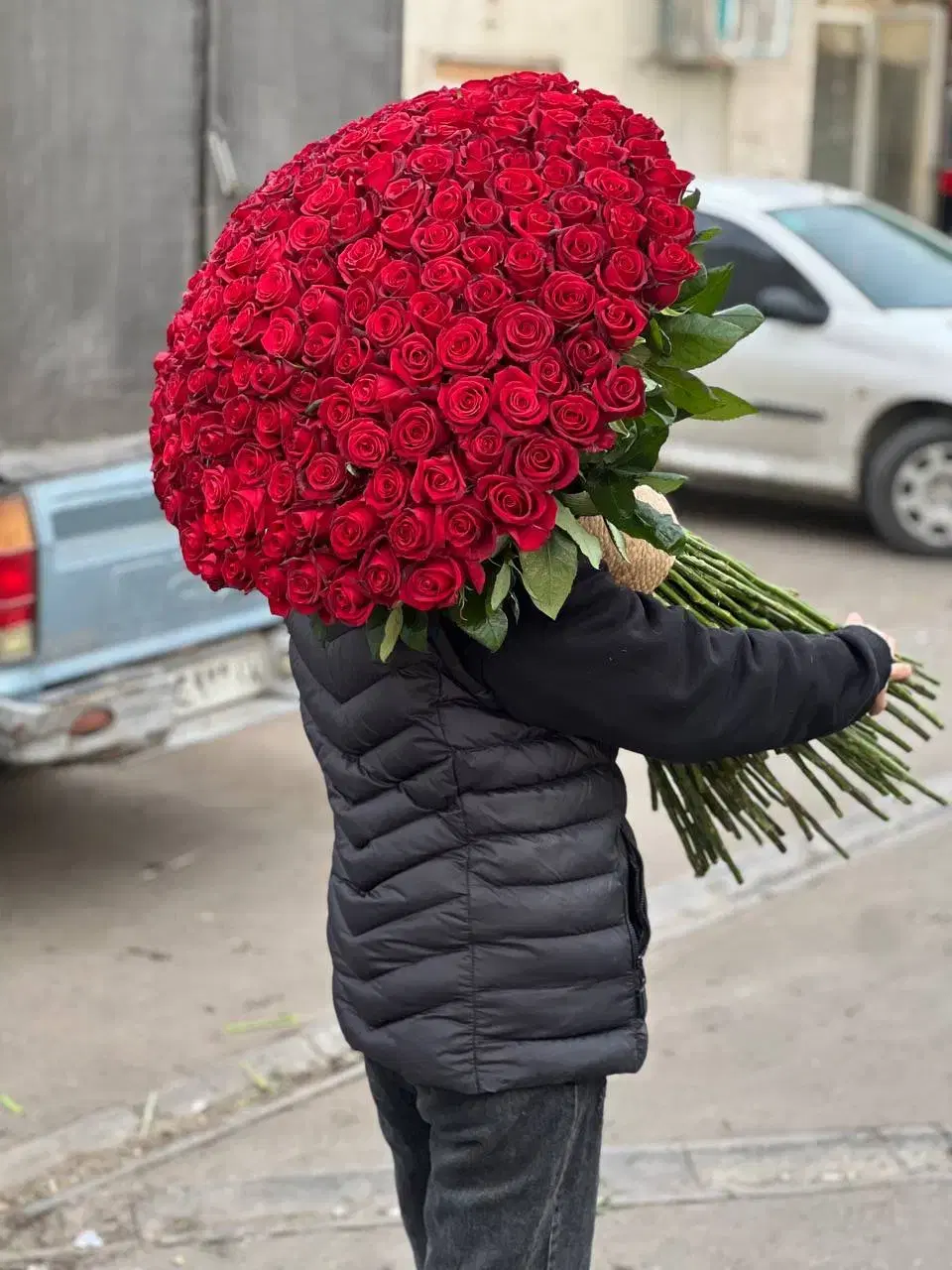 رز هلندی|گل و گیاه طبیعی|تهران, آهنگ|دیوار