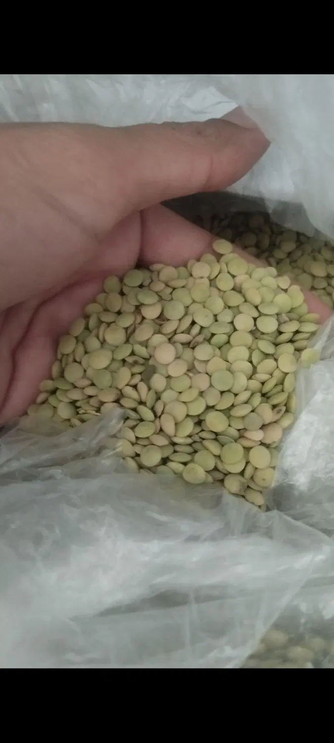 عدس|خوردنی و آشامیدنی|شباب, |دیوار