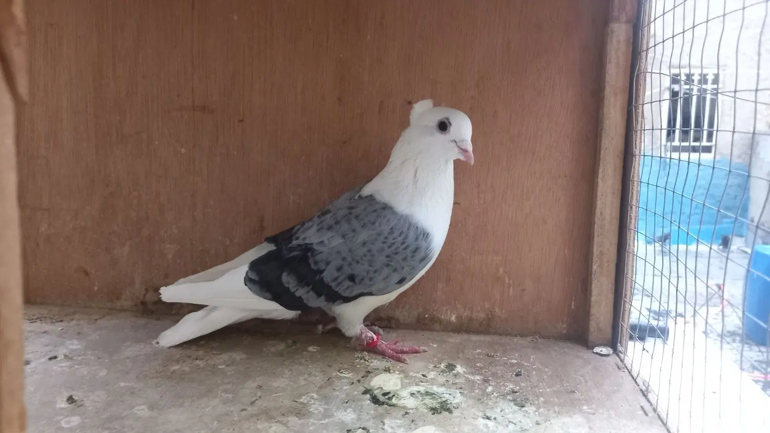کبوتر|پرنده|چهاردانگه (تهران), |دیوار