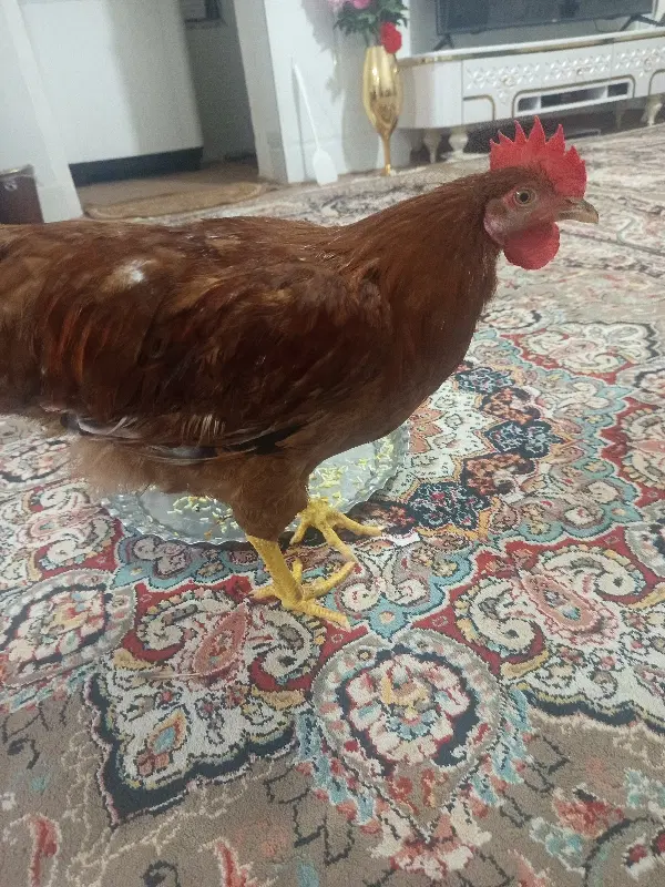 خروس|حیوانات مزرعه|قم, علی آباد سعدگان|دیوار