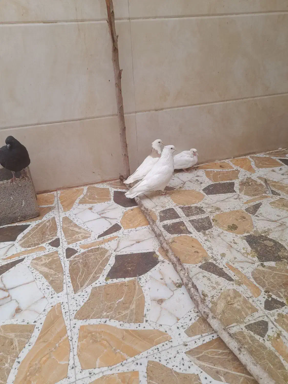 کبوتر|پرنده|اندیمشک, |دیوار