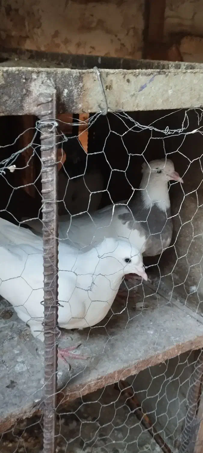 کبوتر|پرنده|مسجد سلیمان, |دیوار