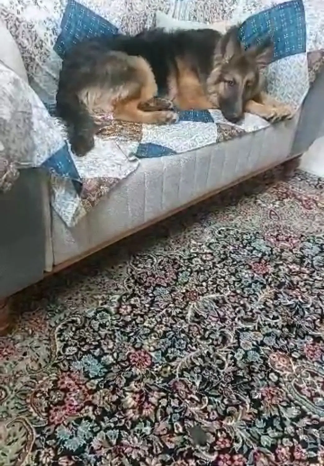 سگ ژرمن|سگ|زاهدان, |دیوار