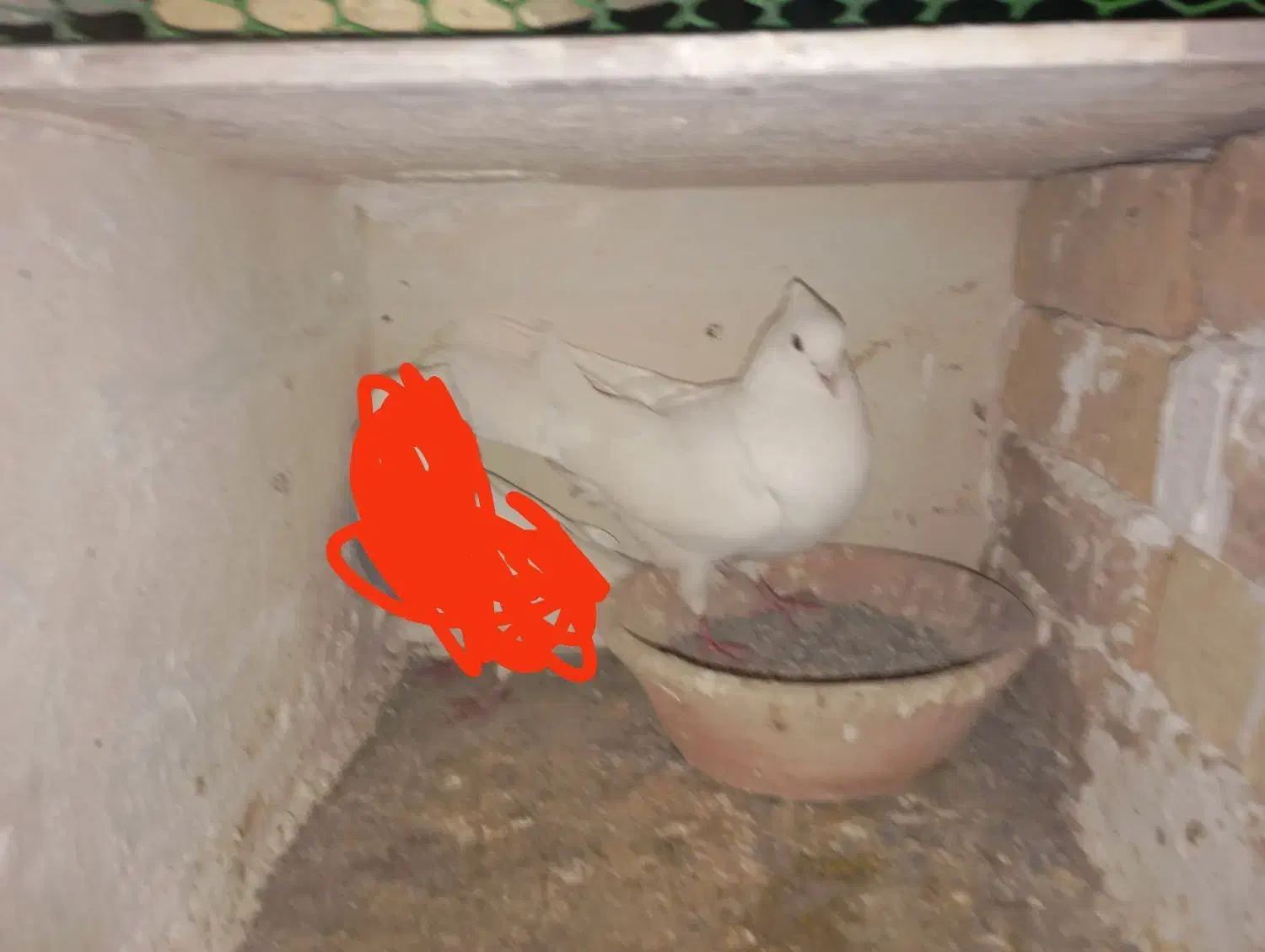 کبوتر|حیوانات|ایلام, |دیوار