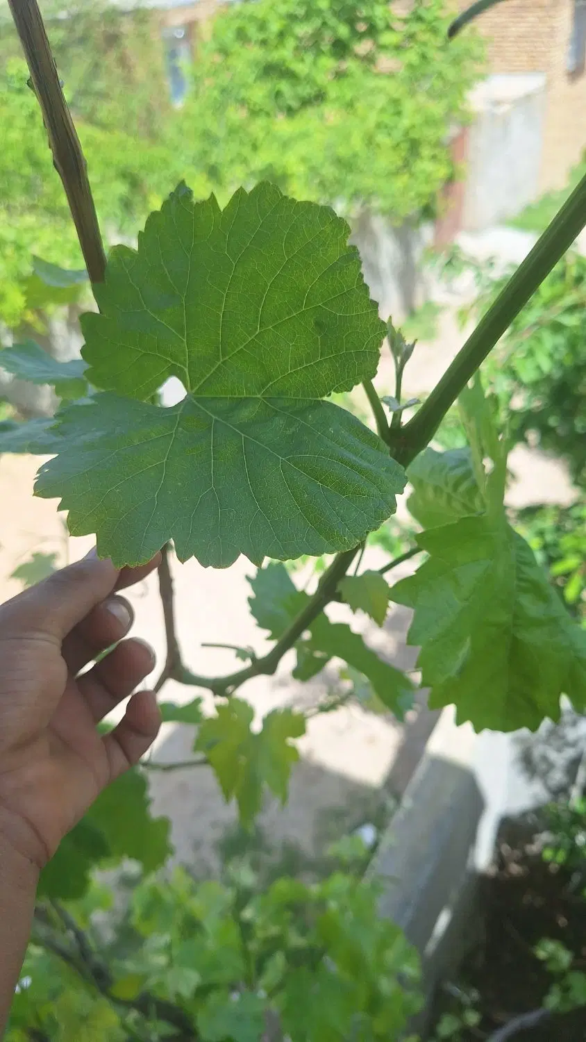 برگ‌دلمه|خوردنی و آشامیدنی|سملقان, |دیوار