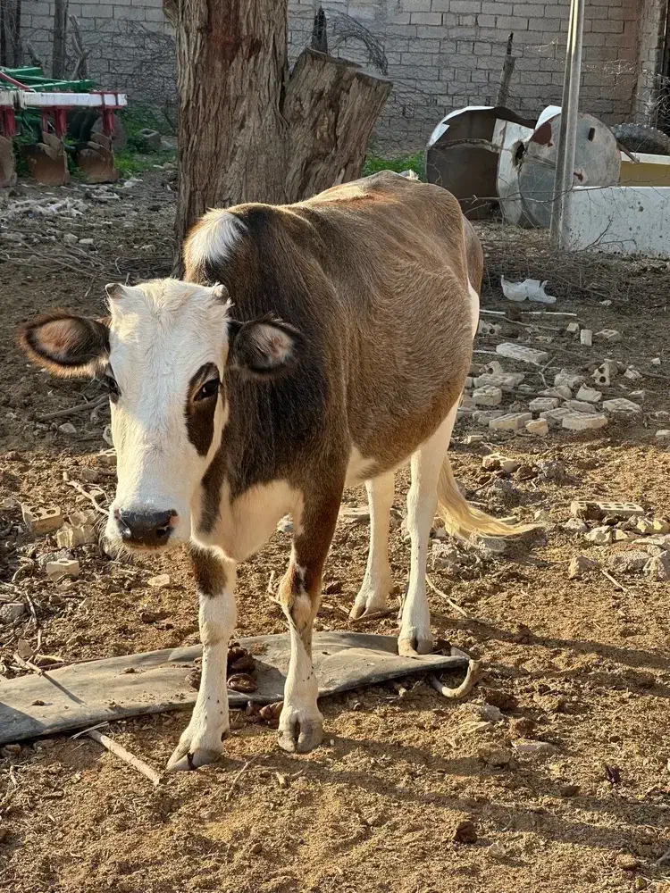 گاو|حراج|شوش, |دیوار